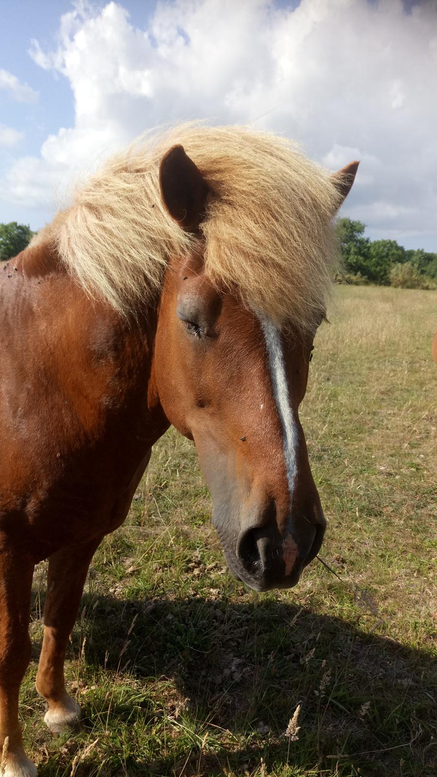 Islænder Glossi  - smukke far rød med flaxen  billede 7