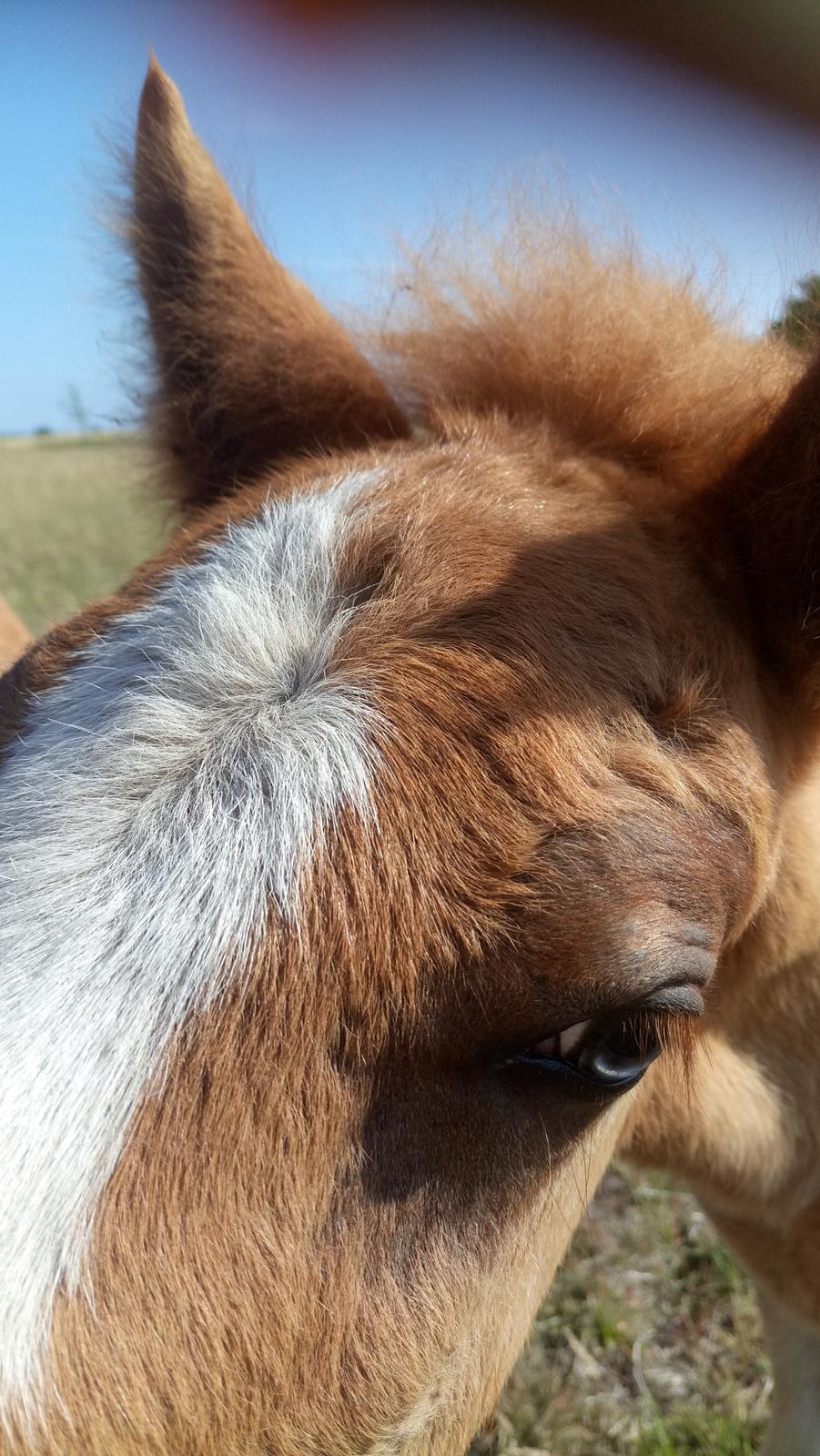 Islænder Glossi  - Hans smukke blå øje billede 8