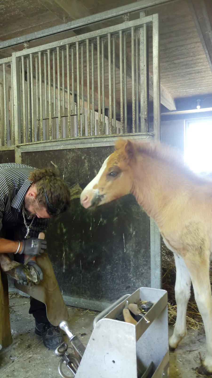 Islænder Glossi  - første gang ved smed billede 9