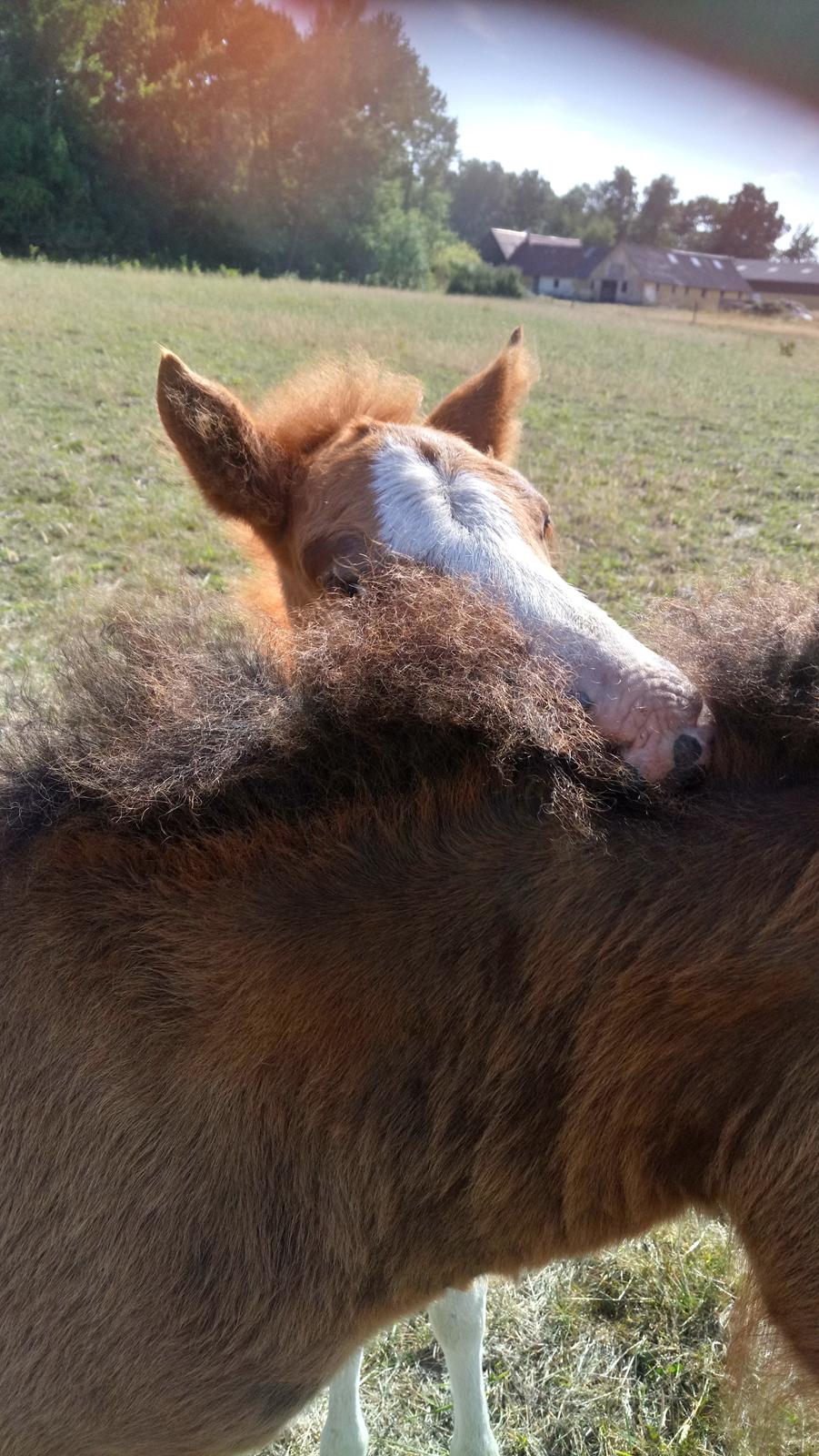 Islænder Glossi  billede 10