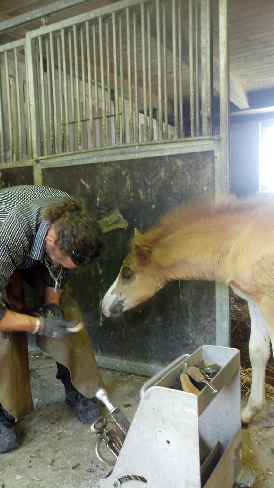 Islænder Glossi  billede 11