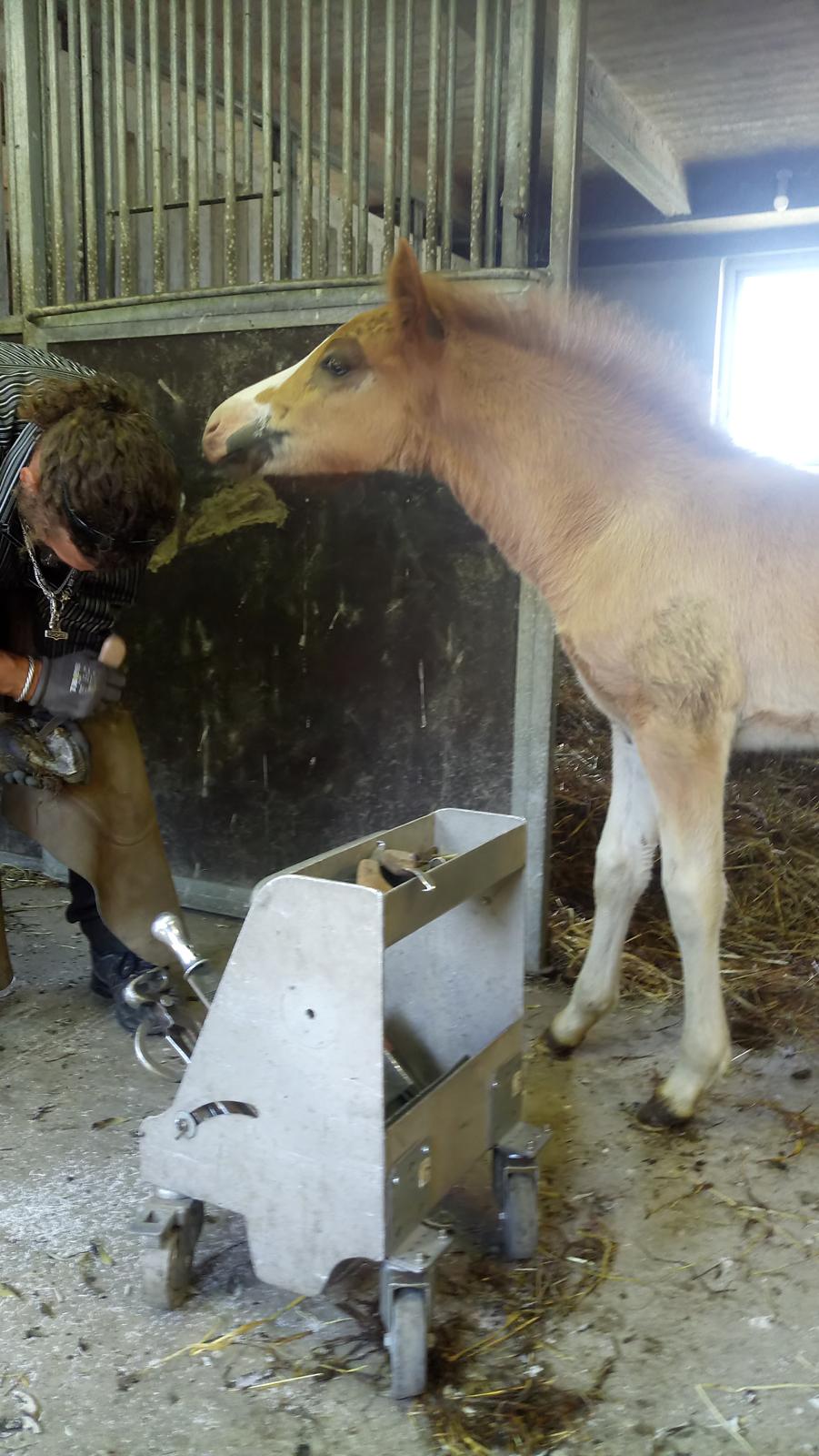 Islænder Glossi  - så nysgerrig  billede 12