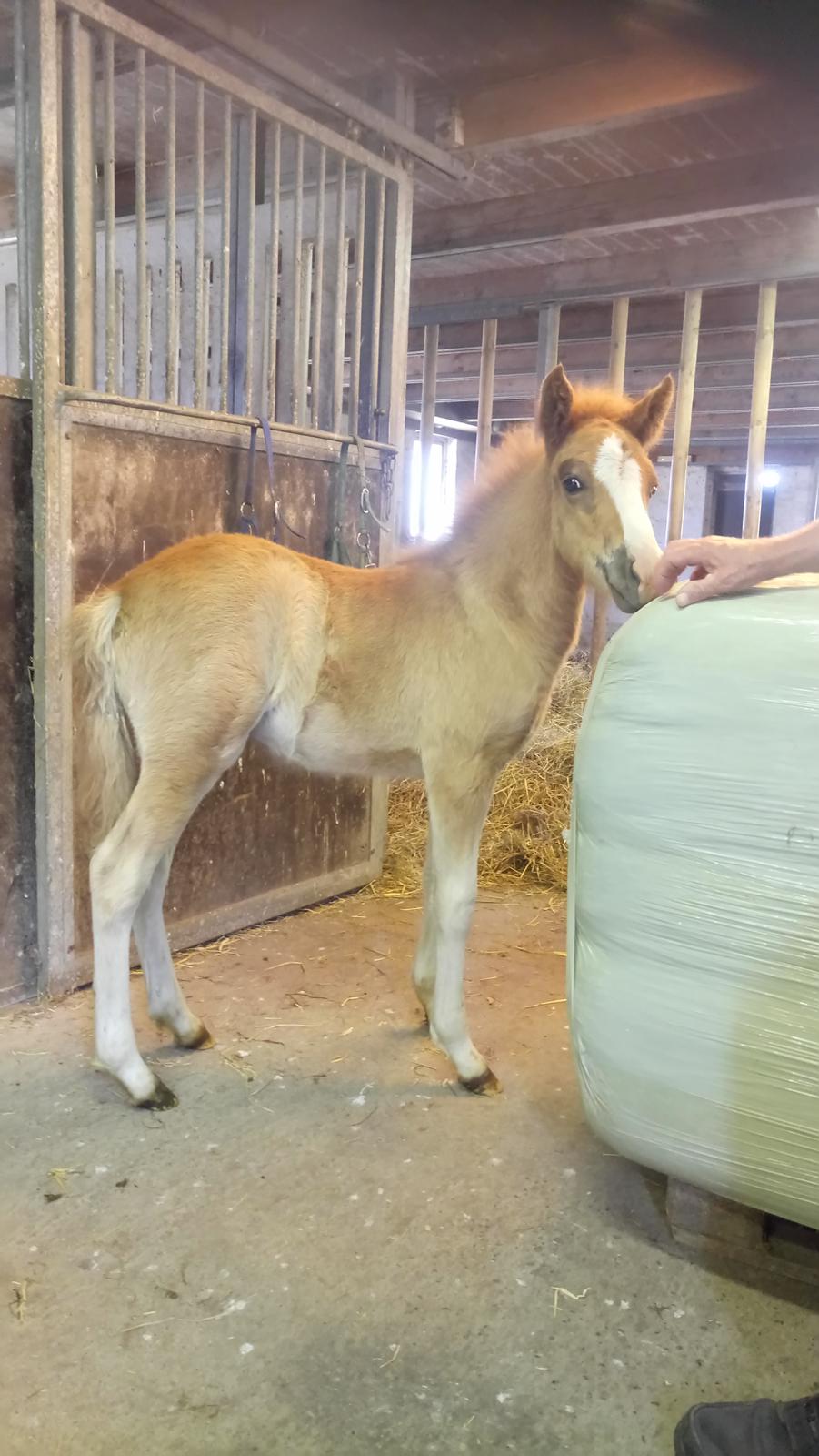 Islænder Glossi  billede 13