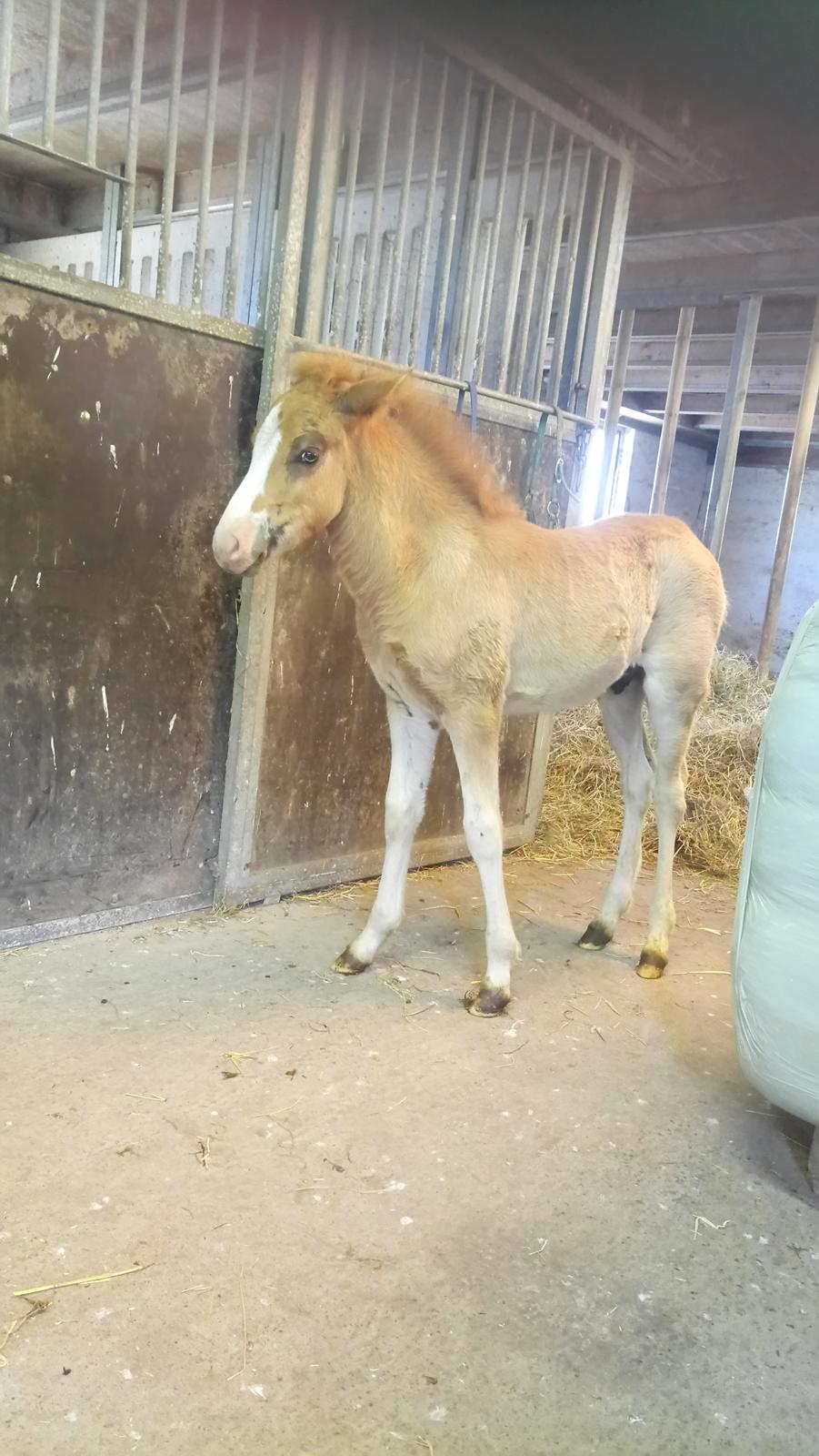 Islænder Glossi  billede 14