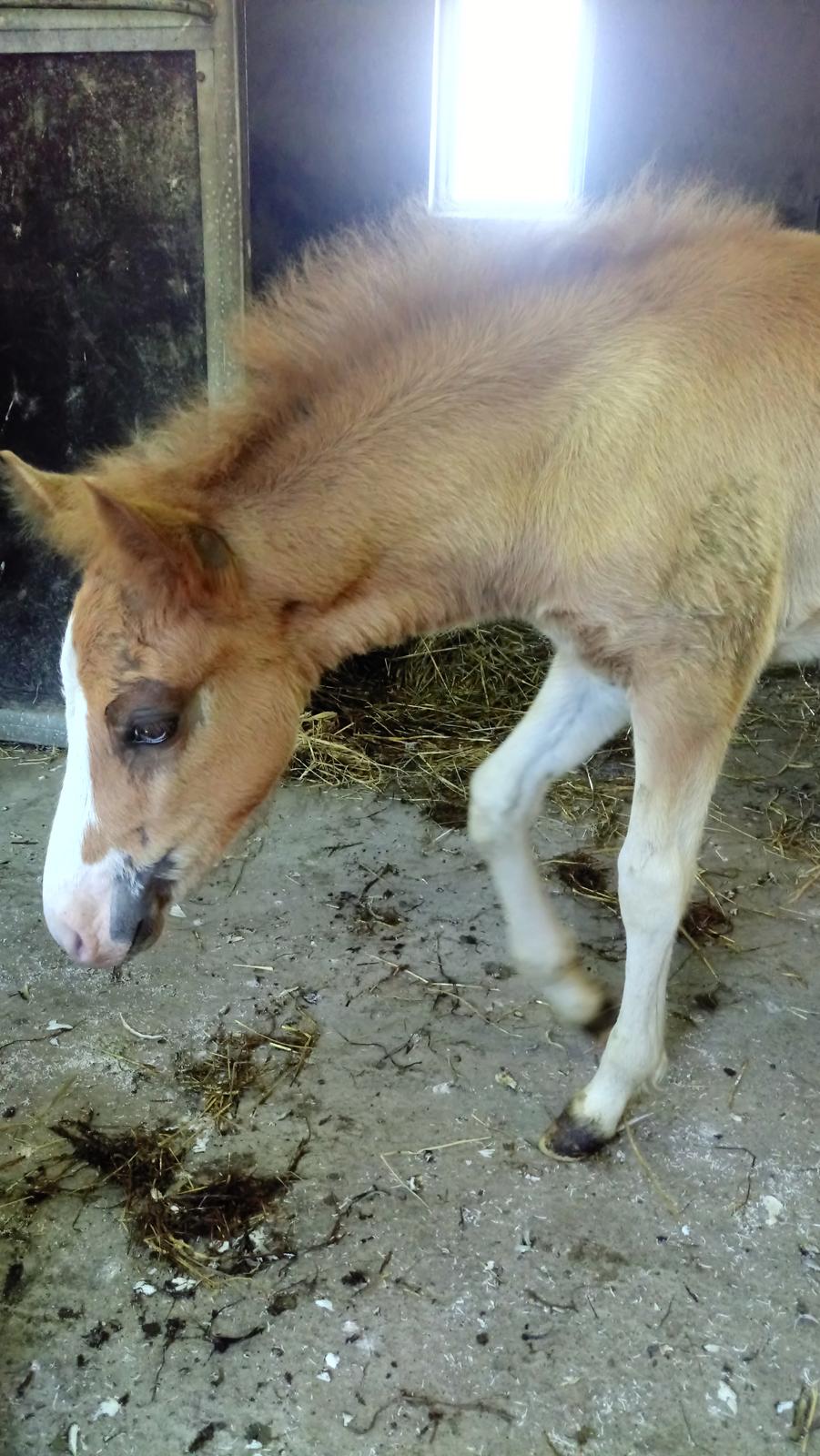 Islænder Glossi  billede 15