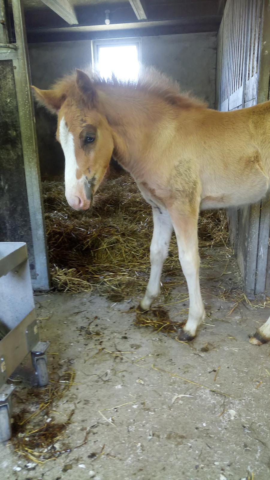 Islænder Glossi  billede 16