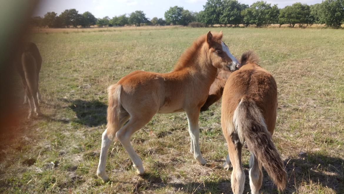 Islænder Glossi  billede 17