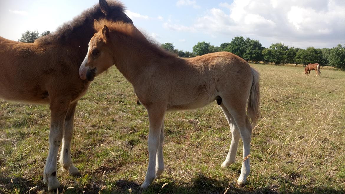 Islænder Glossi  billede 18