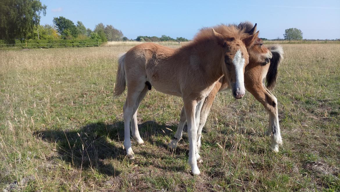 Islænder Glossi  billede 19