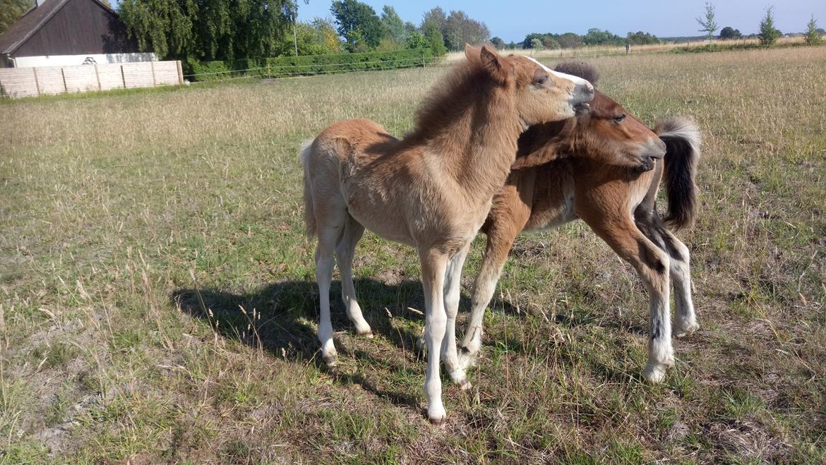 Islænder Glossi  - min lille dreng med hans halv bror billede 20