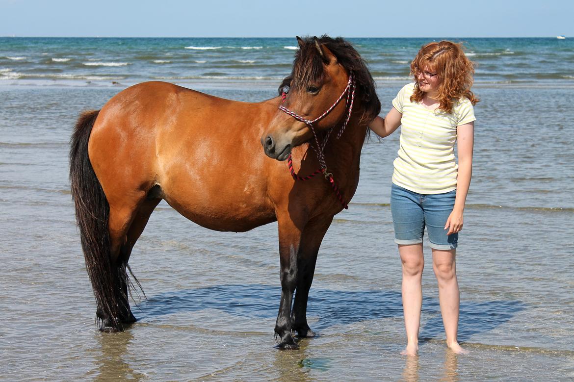 Islænder Syrpa fra Bakholm - 09/07-18 billede 1