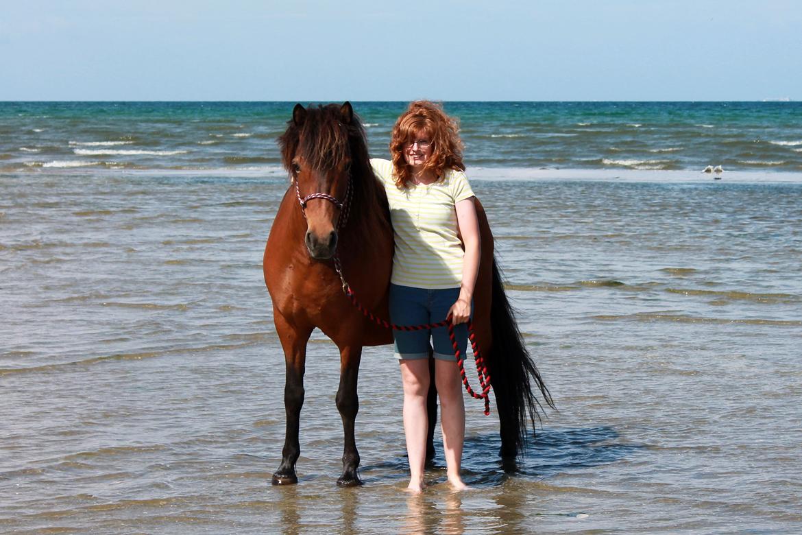 Islænder Syrpa fra Bakholm - 09/07-18 billede 2