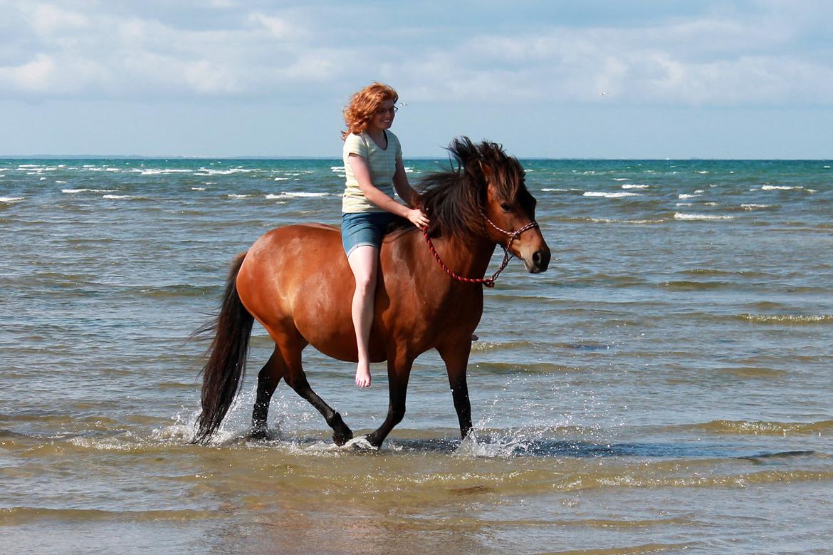 Islænder Syrpa fra Bakholm - 09/07-18 billede 4