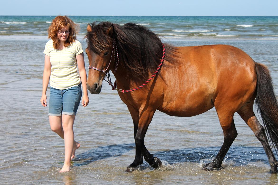 Islænder Syrpa fra Bakholm - 09/07-18 billede 3