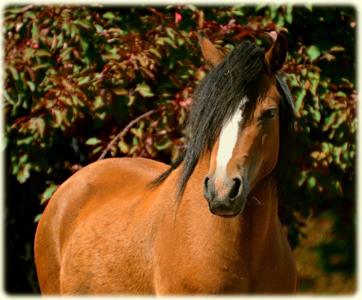 Welsh Mountain (sec A) Chopins Alma billede 1