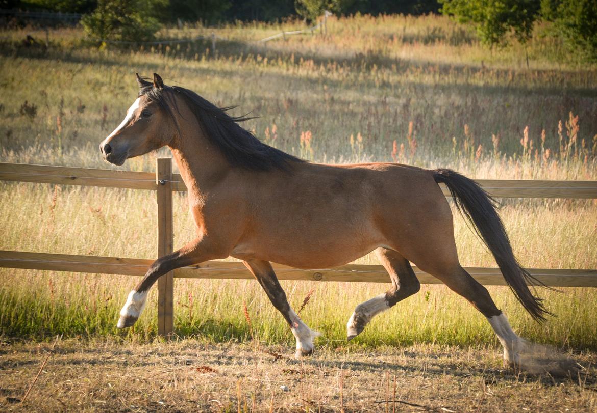 Welsh Mountain (sec A) Chopins Alma billede 3