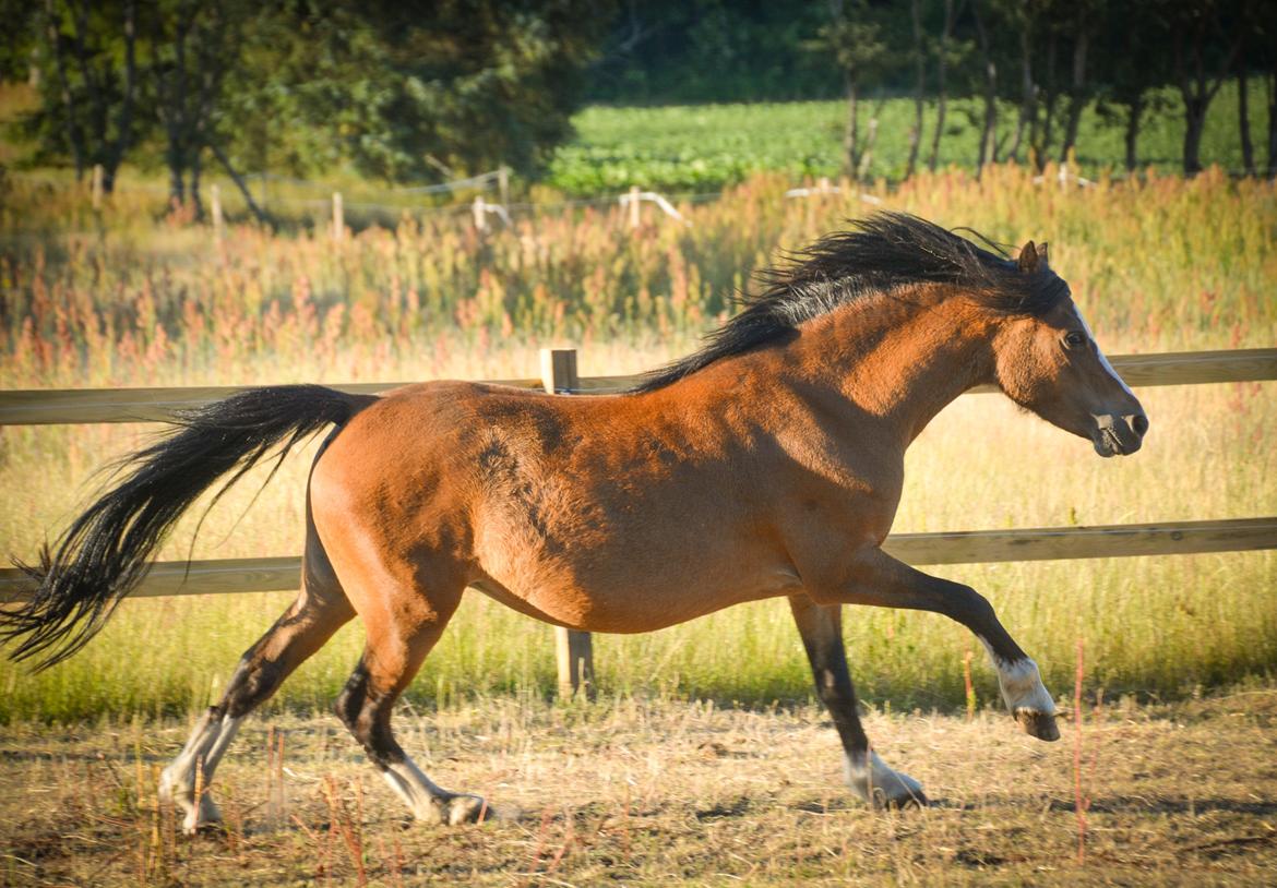 Welsh Mountain (sec A) Chopins Alma billede 17