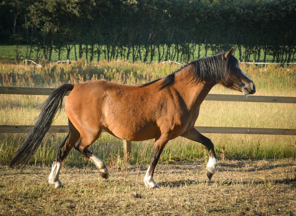 Welsh Mountain (sec A) Chopins Alma billede 16