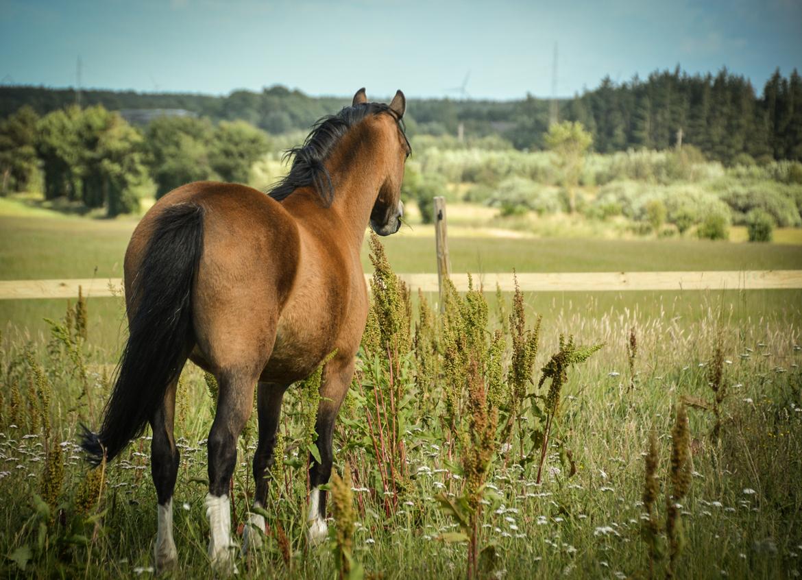 Welsh Mountain (sec A) Chopins Alma billede 2