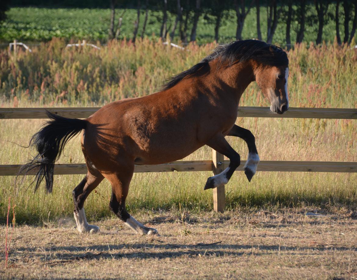 Welsh Mountain (sec A) Chopins Alma billede 18