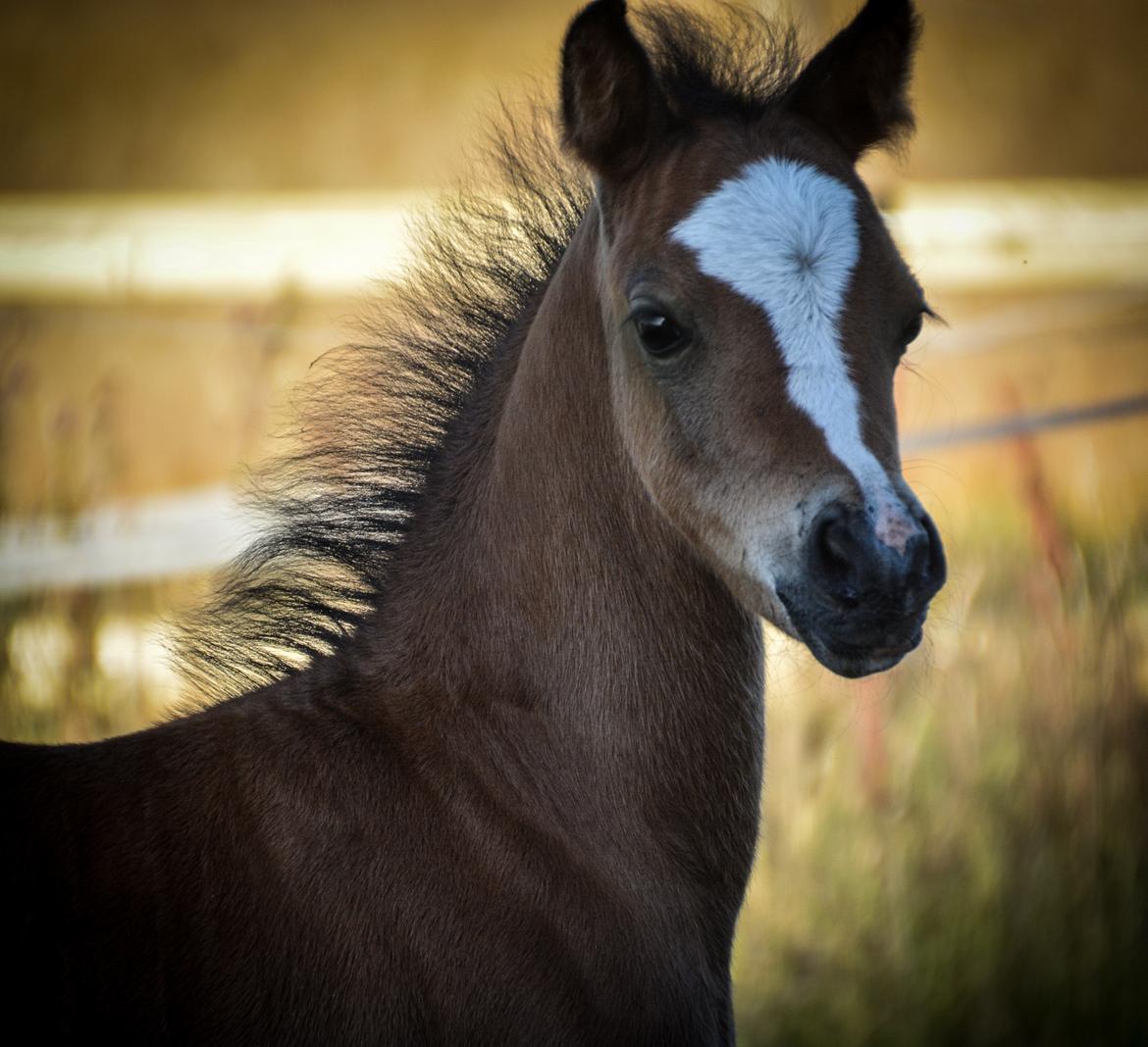 Welsh Pony (sec B) Kolkjaers Dream On billede 2