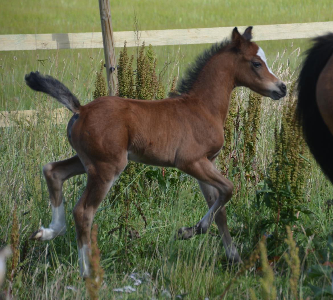 Welsh Pony (sec B) Kolkjaers Dream On billede 19
