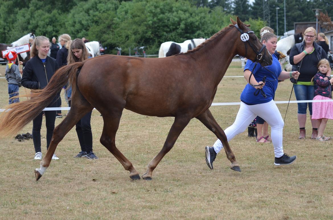 DSP Miss Liberty billede 3