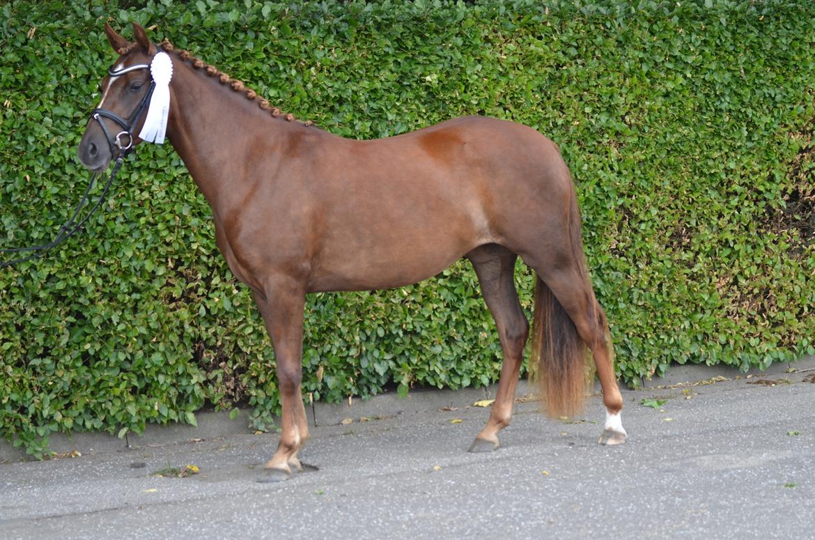 DSP Miss Liberty billede 2