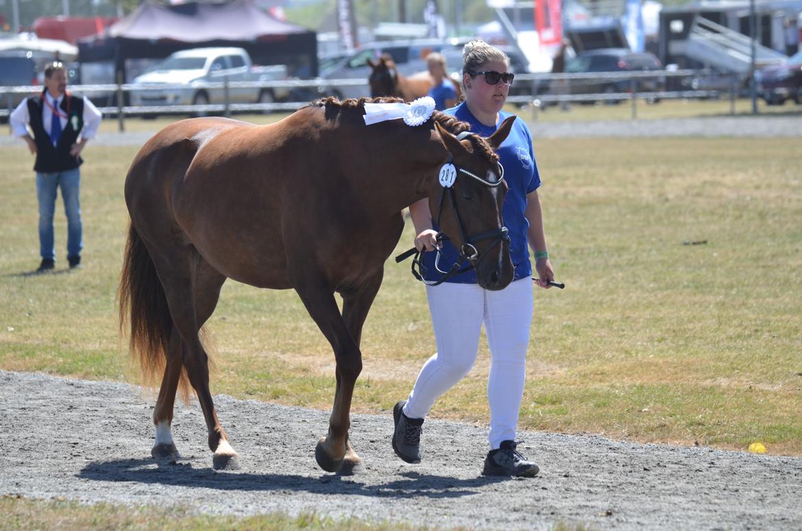 DSP Miss Liberty billede 6