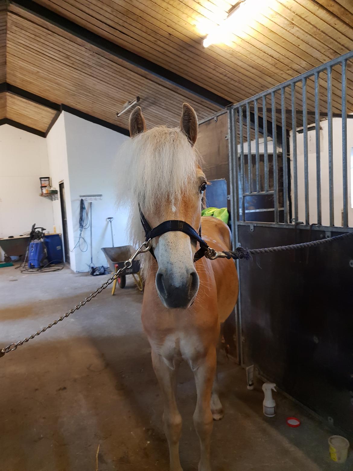 Haflinger Gro af Åtte bjerge billede 10
