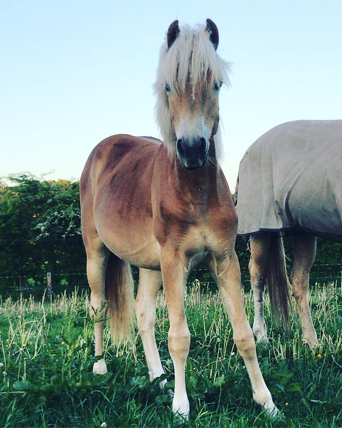 Haflinger Gro af Åtte bjerge billede 11