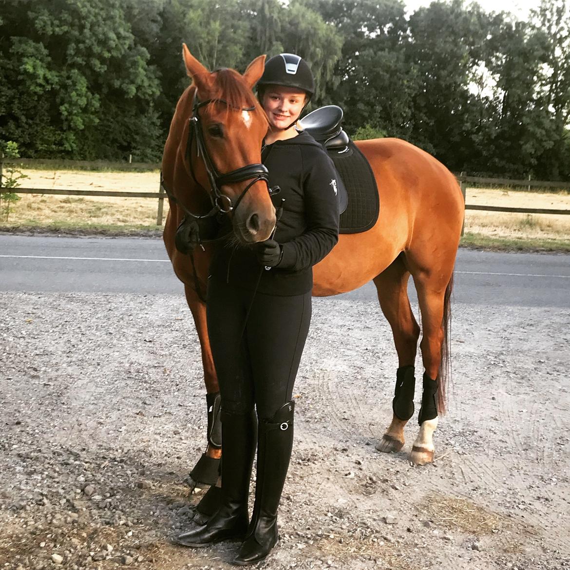 Dansk Varmblod Pilou billede 16