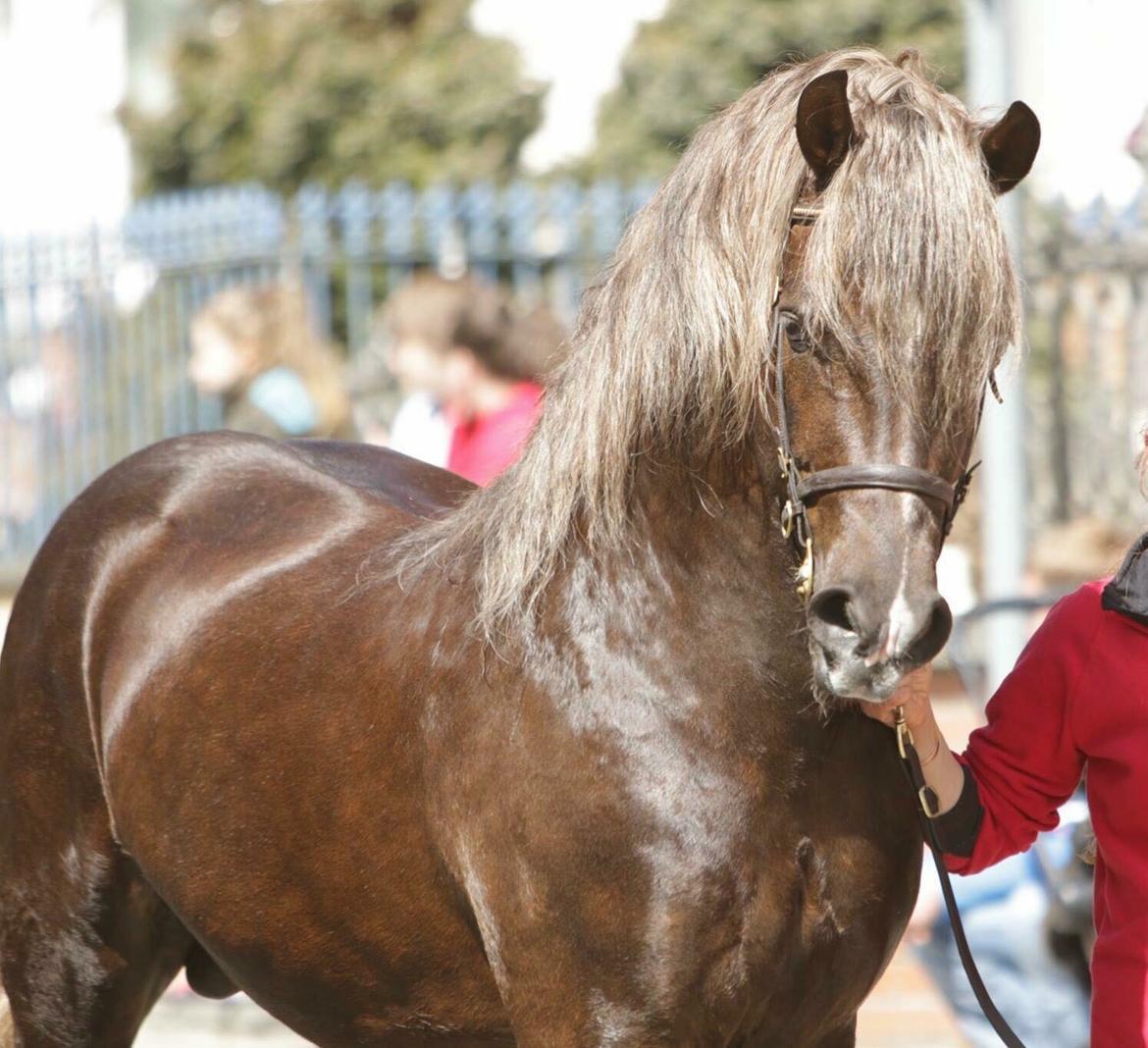 Welsh Cob (sec D) Maesbrithdir Super King billede 1