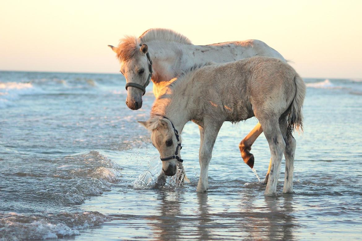 Fjordhest Gyldenfjords Knajser **Solgt** billede 18