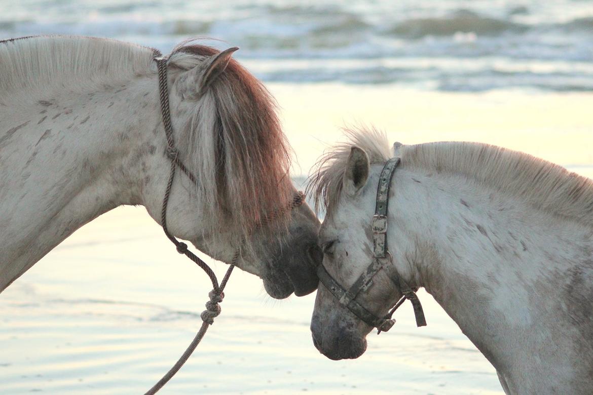 Fjordhest Gyldenfjords Knajser **Solgt** billede 20