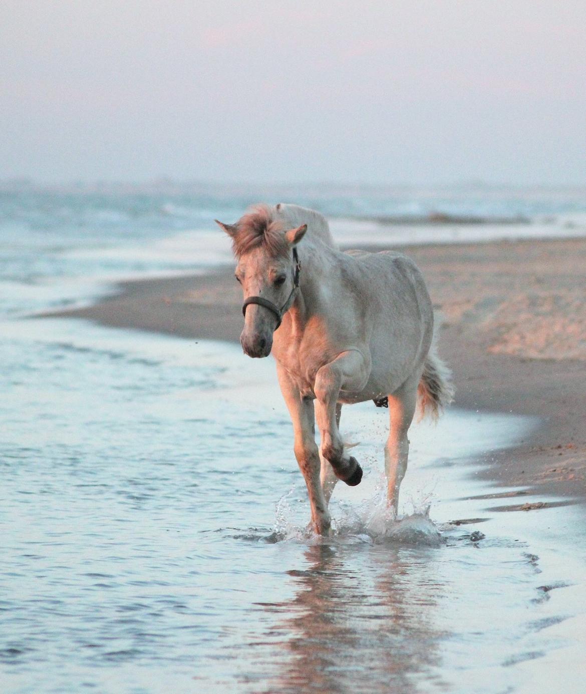 Fjordhest Gyldenfjords Knajser **Solgt** billede 19