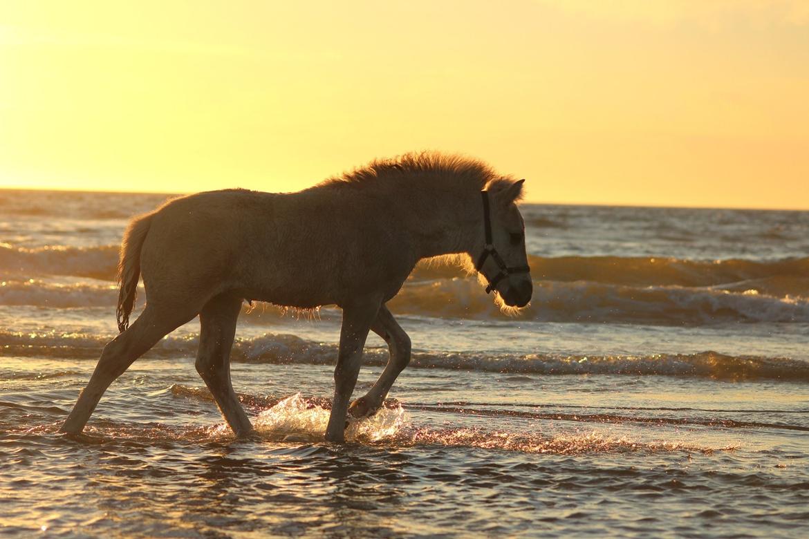 Fjordhest Gyldenfjords valiant billede 5