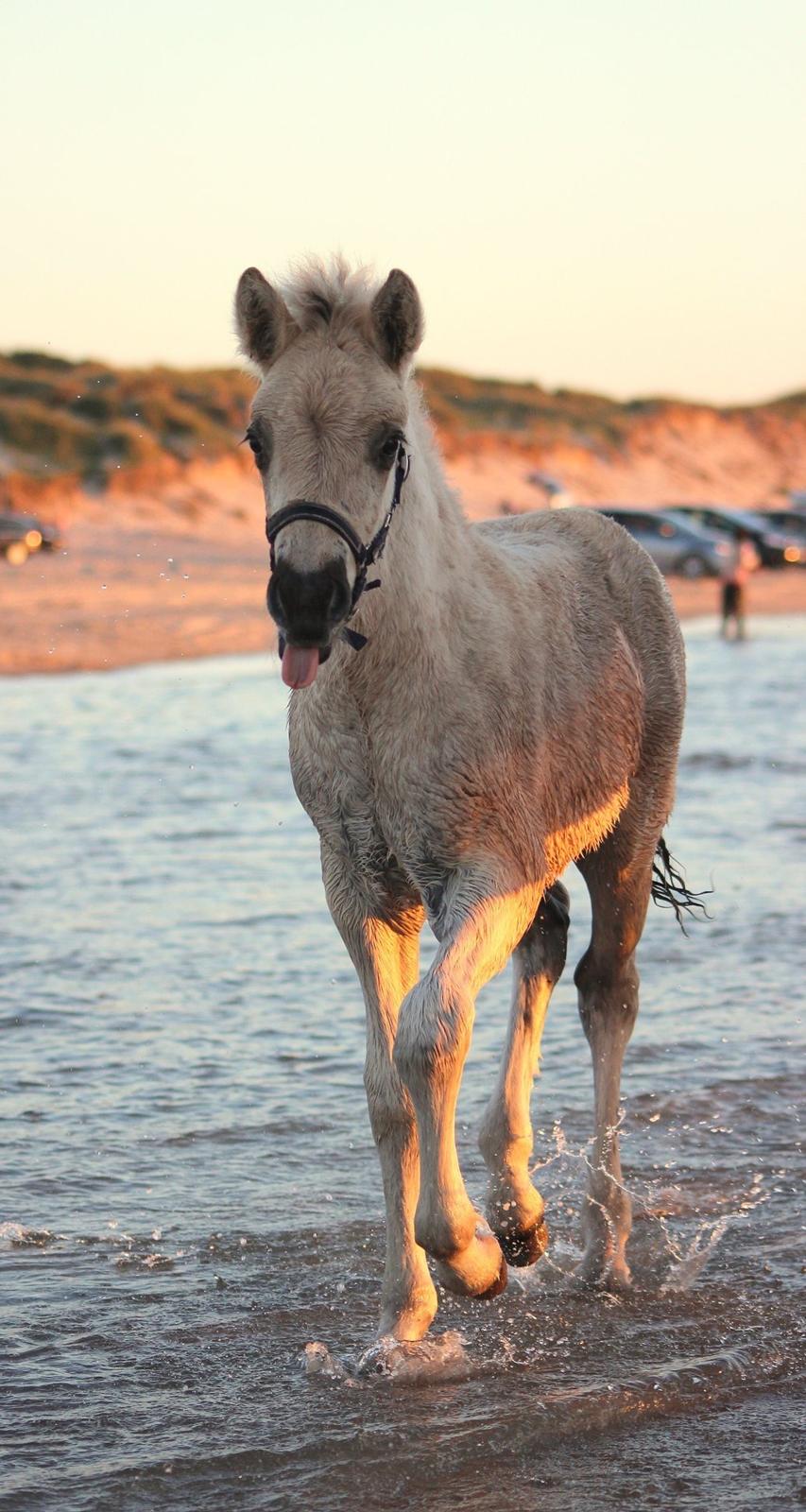 Fjordhest Gyldenfjords valiant billede 10