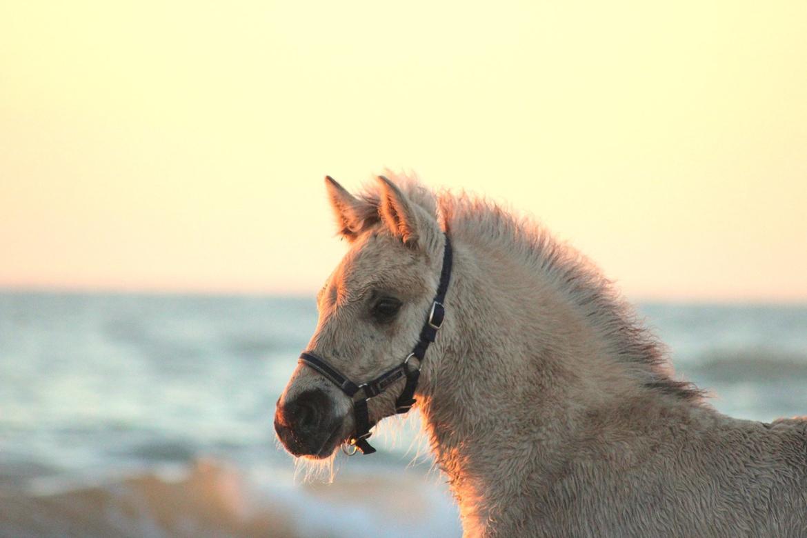 Fjordhest Gyldenfjords valiant billede 11