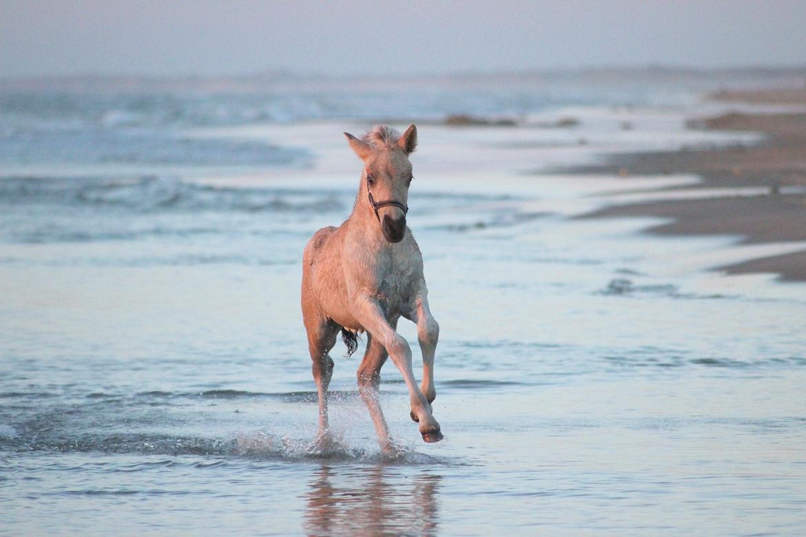 Fjordhest Gyldenfjords valiant billede 14