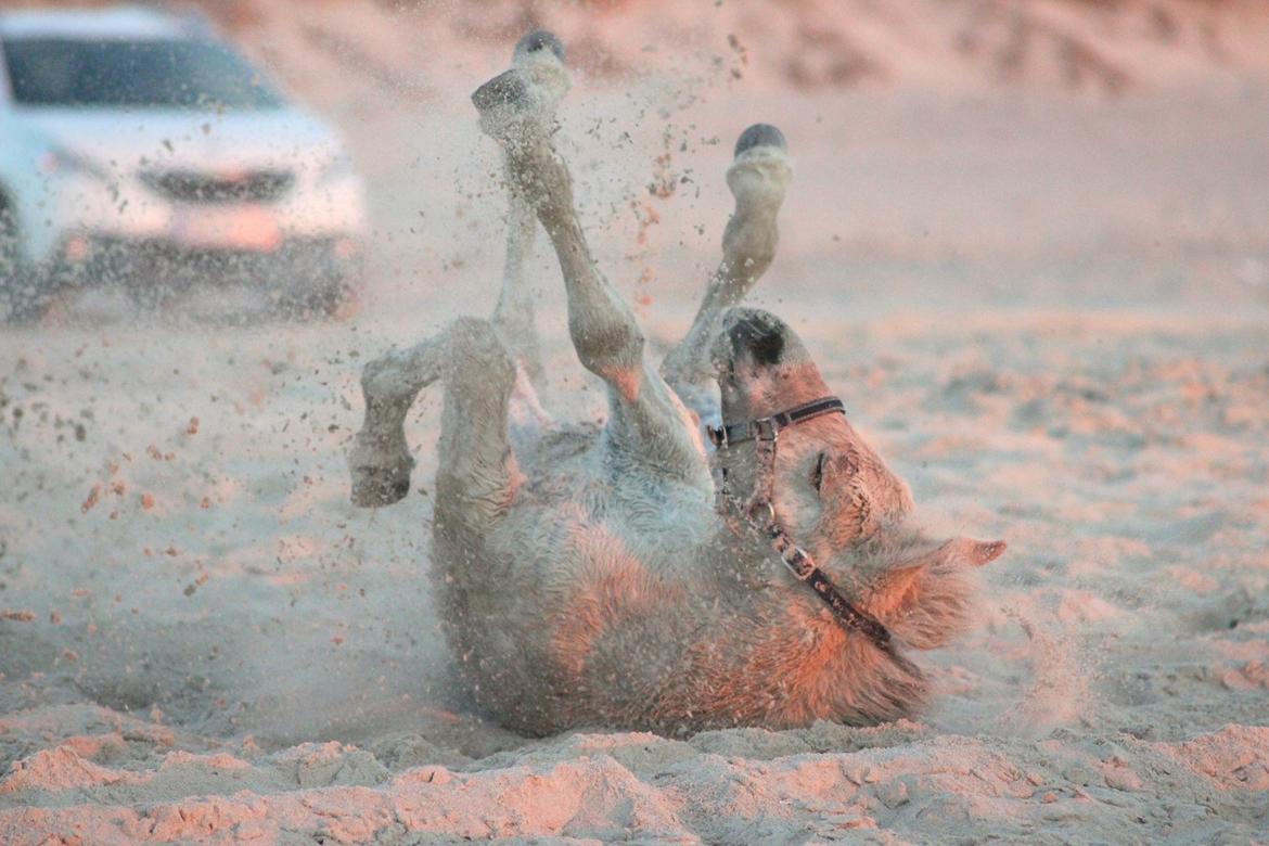 Fjordhest Gyldenfjords valiant billede 15