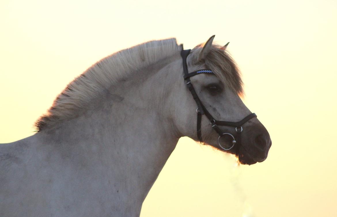 Fjordhest Melvejs gabbi billede 1