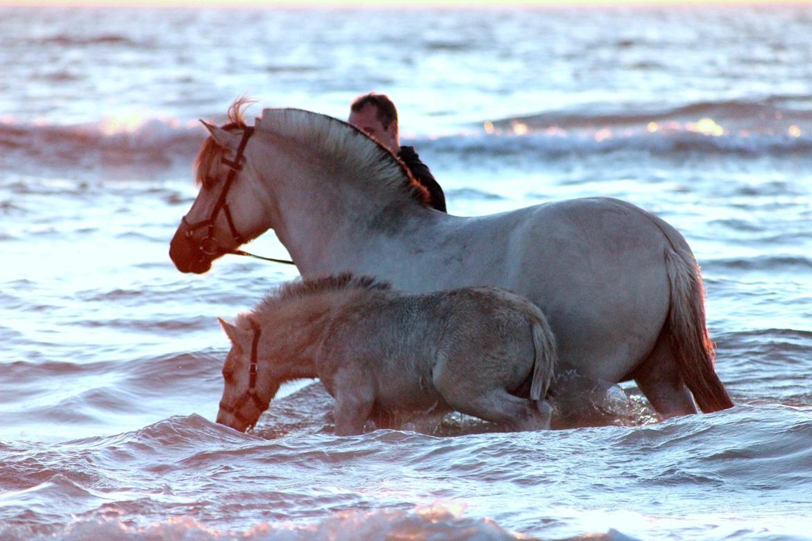 Fjordhest Melvejs gabbi billede 6