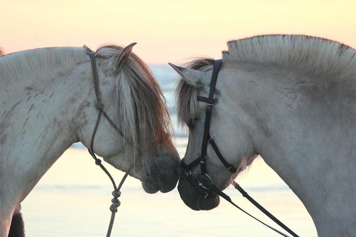 Fjordhest Melvejs gabbi billede 7