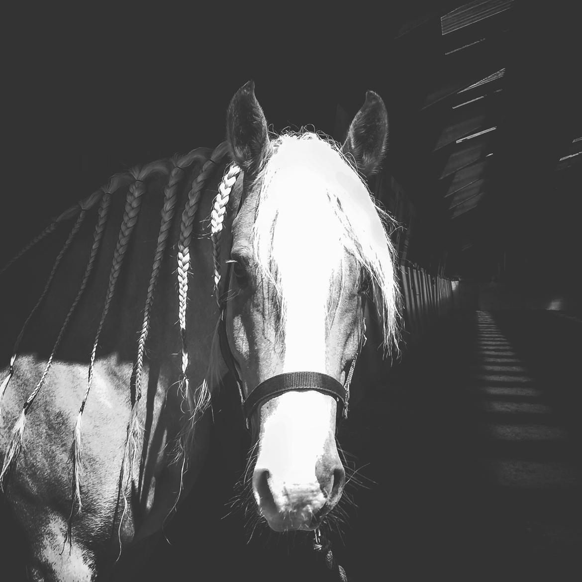 Palomino Grønvangs Golden Miss Gucci  billede 2