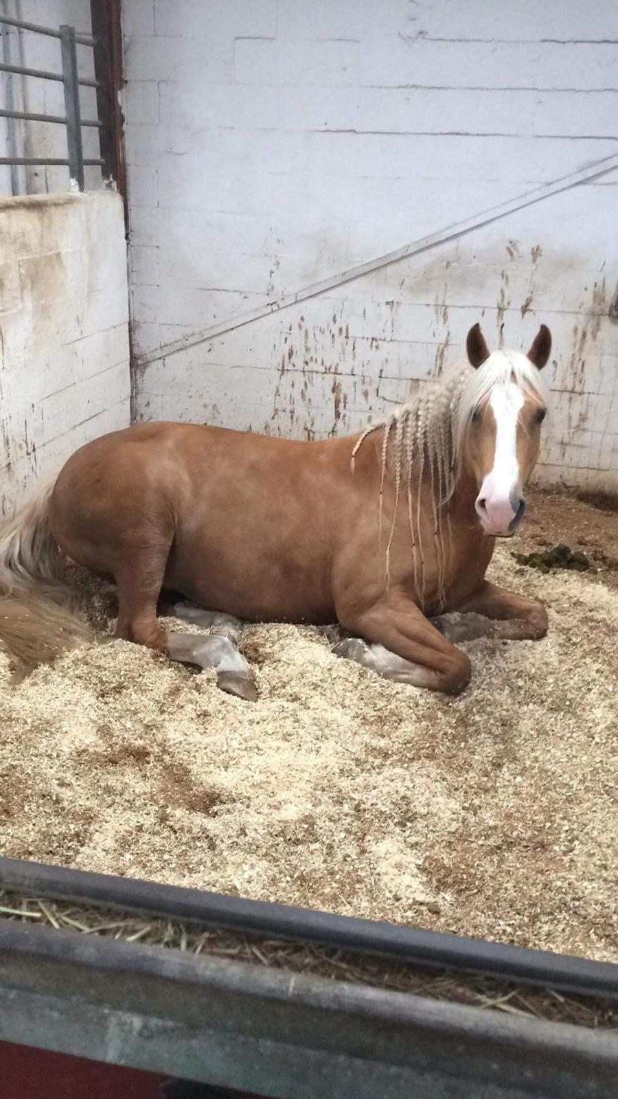 Palomino Grønvangs Golden Miss Gucci  billede 4