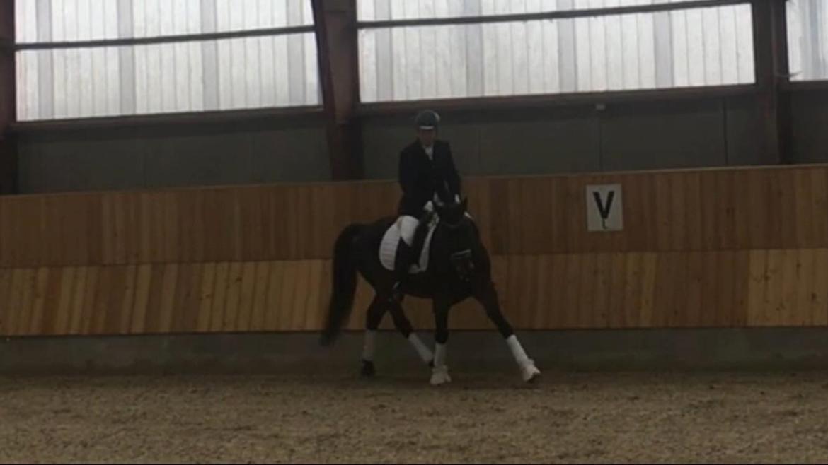 Connemara Egevangens Bailey billede 26