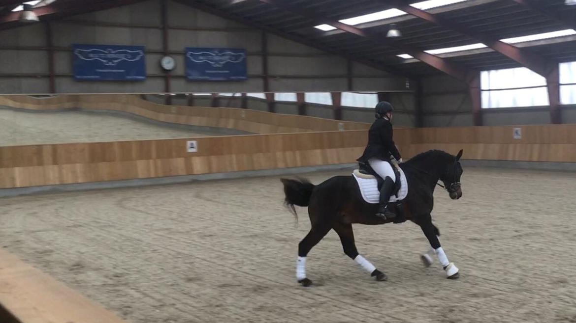 Connemara Egevangens Bailey billede 42