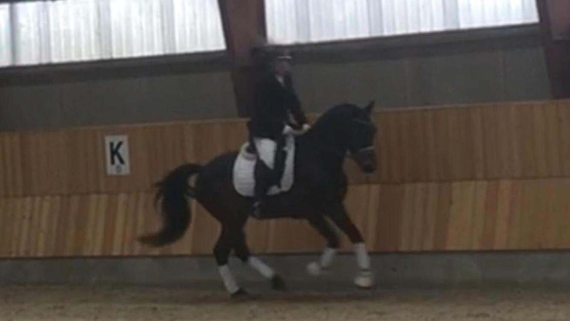 Connemara Egevangens Bailey billede 3