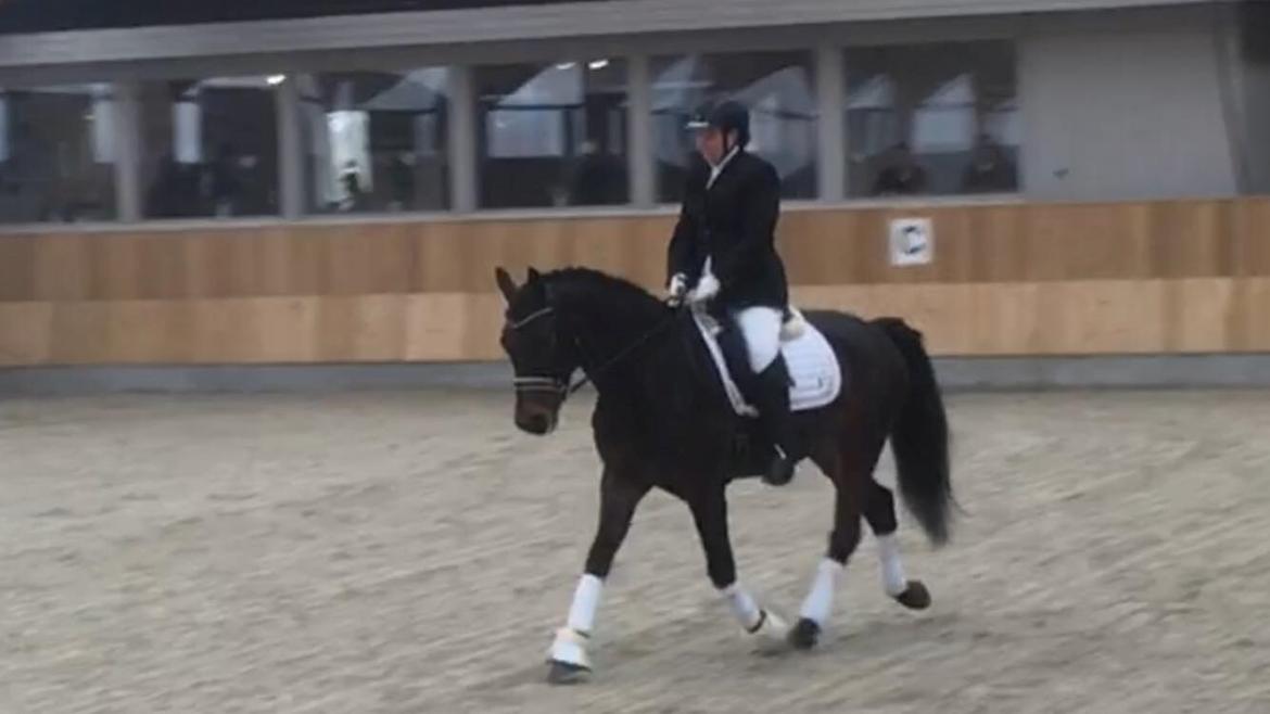 Connemara Egevangens Bailey billede 6